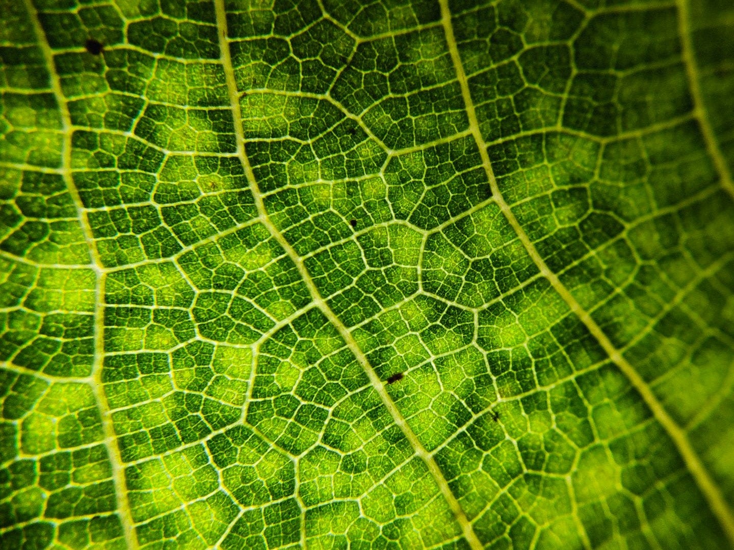 a close-up of a leaf
