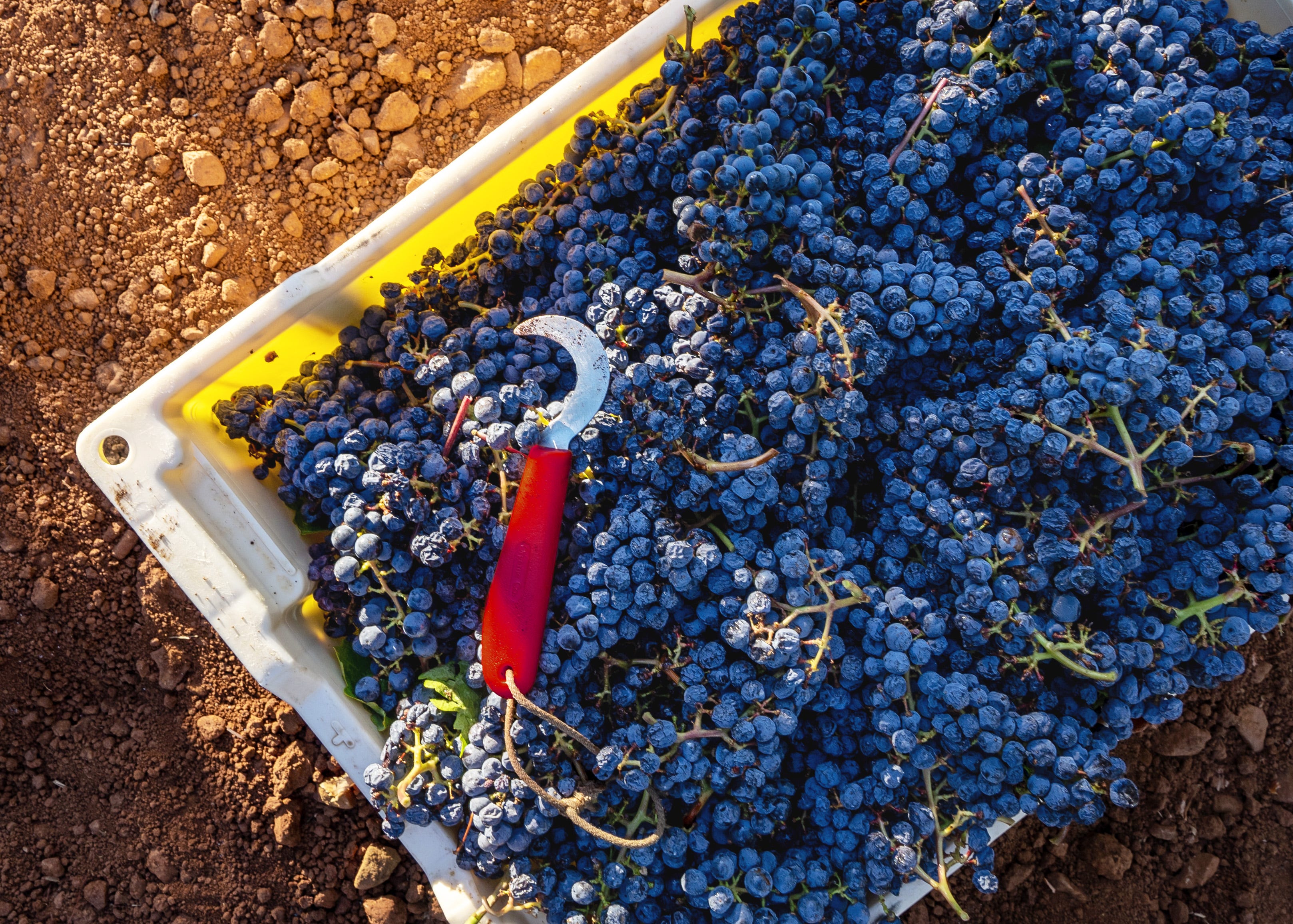 napavalleyfocus.substack.com - Wine Chronicles: How Meritage Gave California Blends a Name