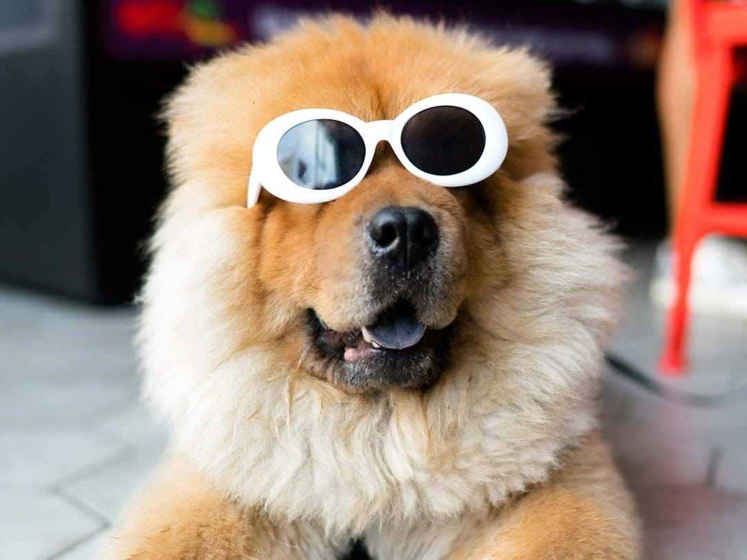 long-coated brown dog long-coated brown dog