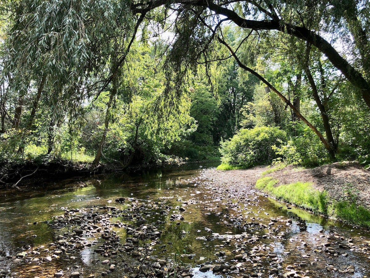 A shallow creek flows beneath leafy trees, with sunlight glinting on the water and smooth stones along the banks.