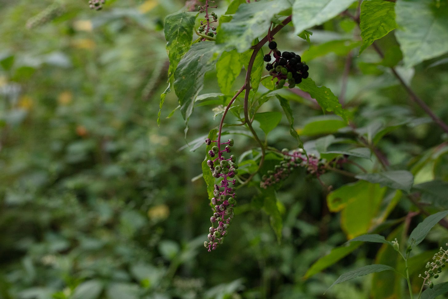 Pokeweed in fruit with soft focus orange jewelweed in the background. The pokeweed has pink stems and green unripe berries. Pokeweed in fruit with soft focus orange jewelweed in the background. The pokeweed has pink stems and green unripe berries.