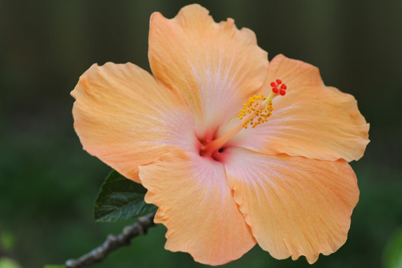 Un fiore di ibisco giallo