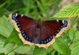 The amazing hibernating mourning cloak ...