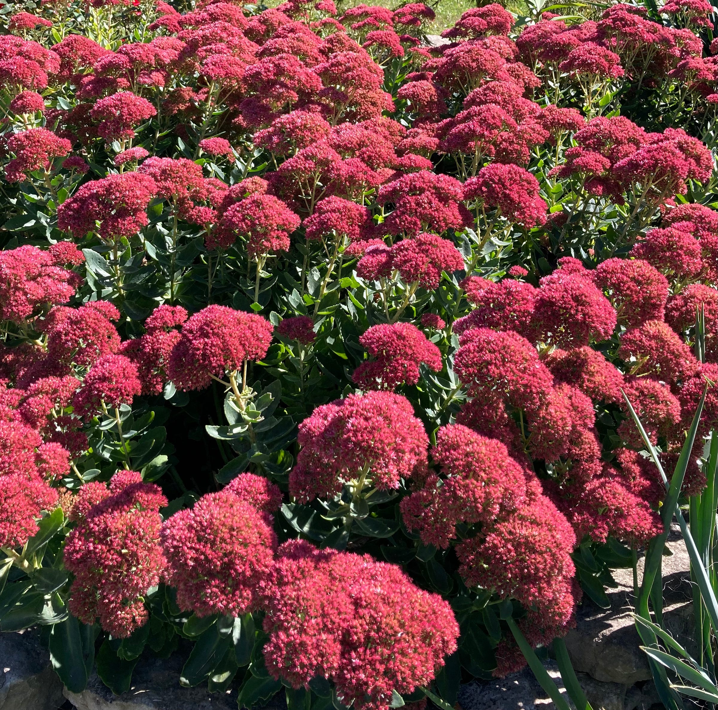 Photograph of Fall Sedem in Vibrant Pink Bloom, My Forever Son, 5 Ways Suicide Grief is Different
