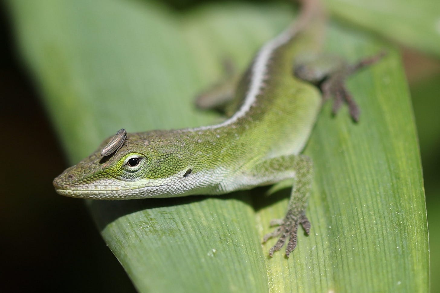 A bright green lizard on a bright green leaf. There is a silvery planthopper insect on the lizard's head. A bright green lizard on a bright green leaf. There is a silvery planthopper insect on the lizard's head.