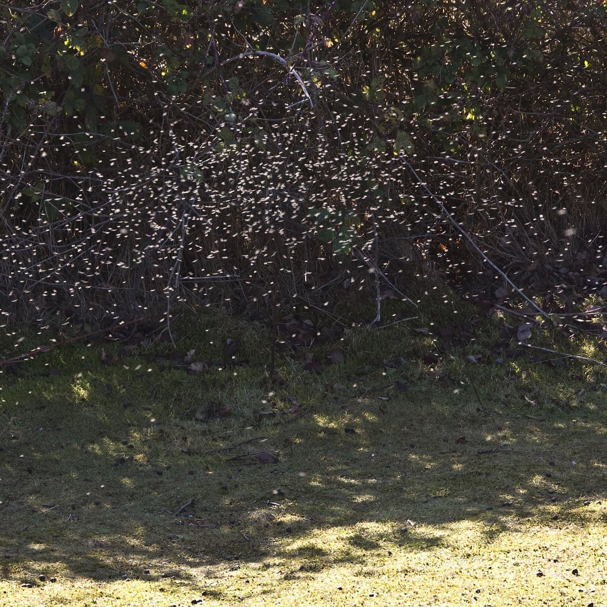 A ghost in the garden: winter gnats dance in the evening gloom | Insects |  The Guardian