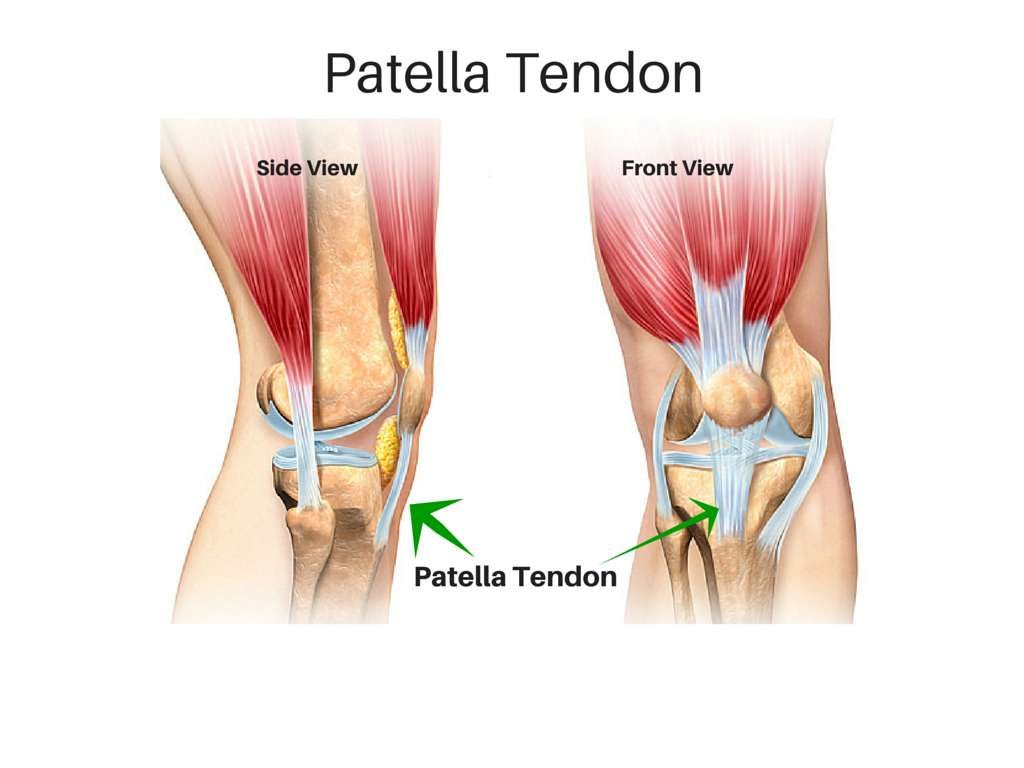 patella-tendon-canva-1