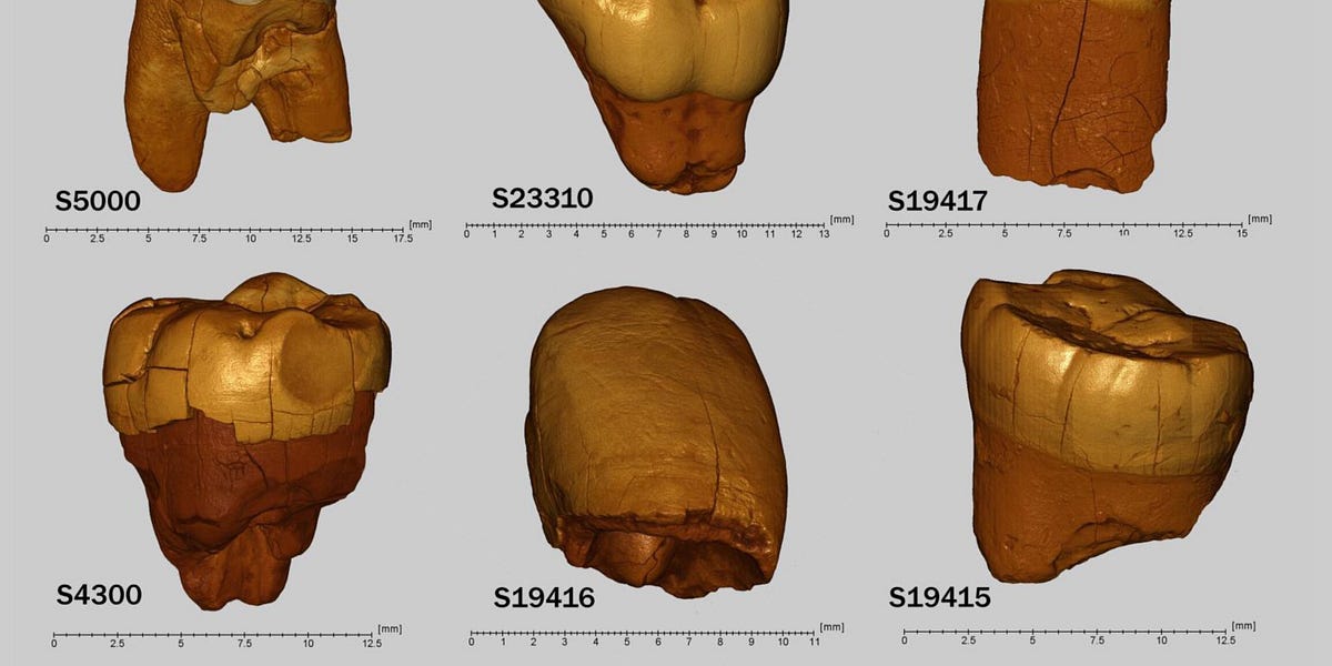 A Small Group in a Polish Cave, and the Neanderthal Lineage That Once Spanned Europe