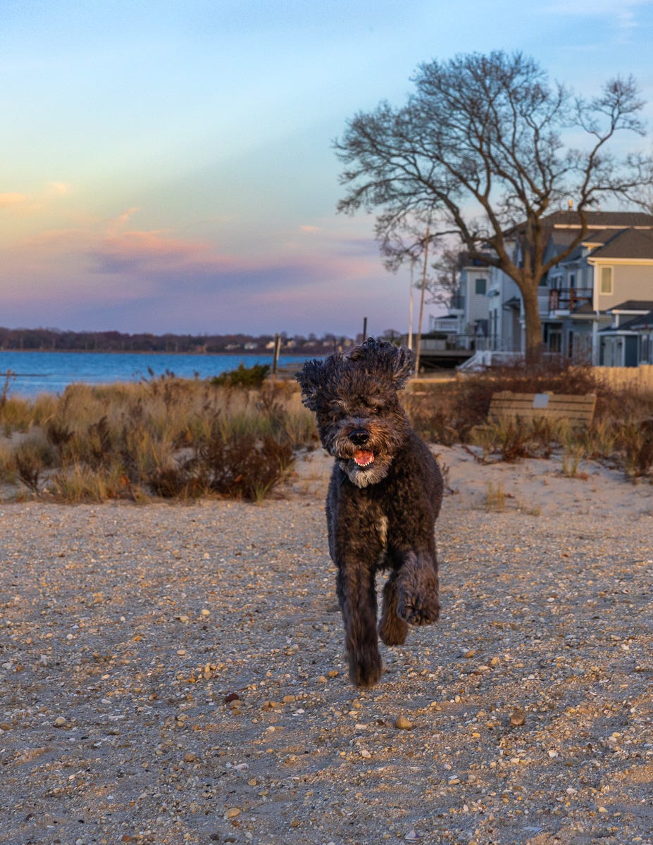 Picture of A Black Golden Doodle Caught Mid-Air and strid on a beach running towards the photographer Picture of A Black Golden Doodle Caught Mid-Air and strid on a beach running towards the photographer