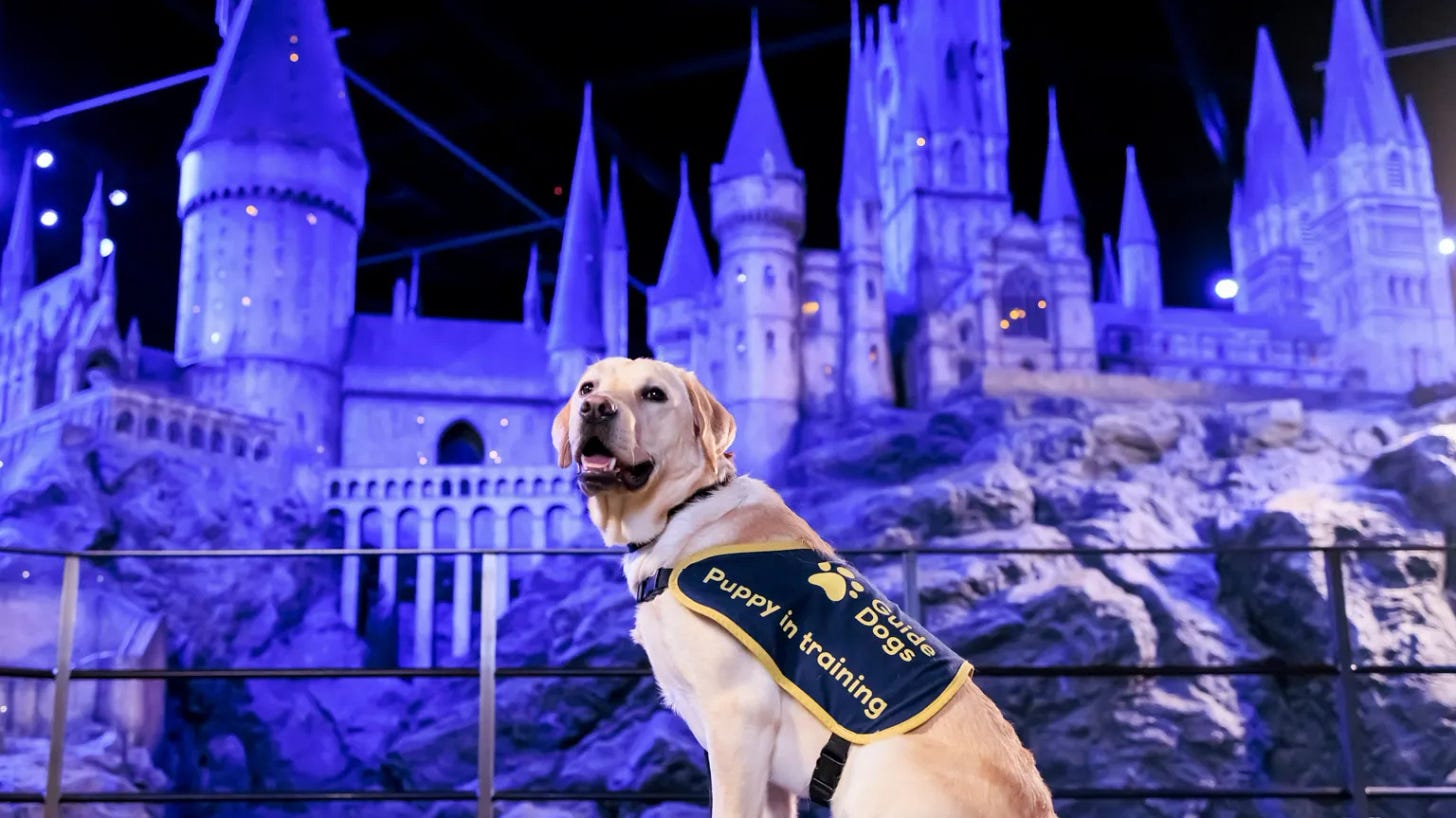 A dog wearing a service dog outfit labelled "Puppy in training", Hogwarts castle in the background