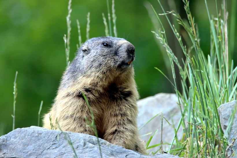 A groundhog or gopher.