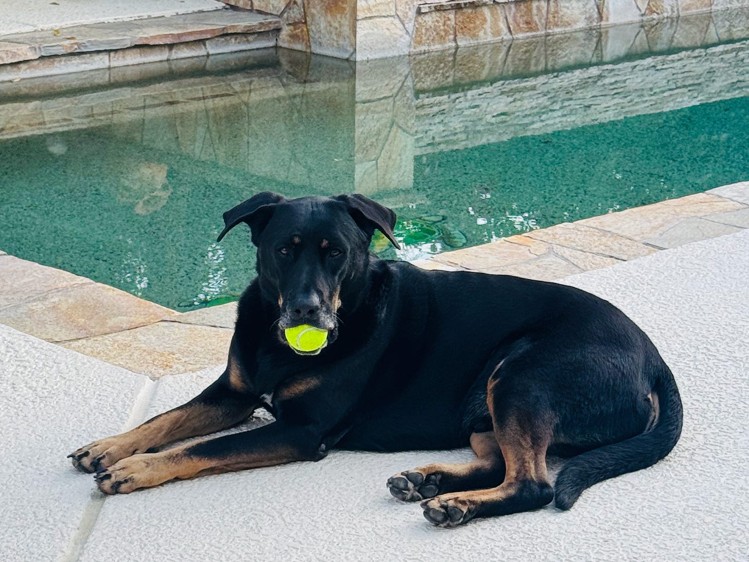Archie, a black and tan German Shepherd, resting by the pool in the Coachella Valley desert. Archie, a black and tan German Shepherd, resting by the pool in the Coachella Valley desert.