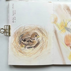 REPLAY: 'The Best of Spring' - Live drawing session 