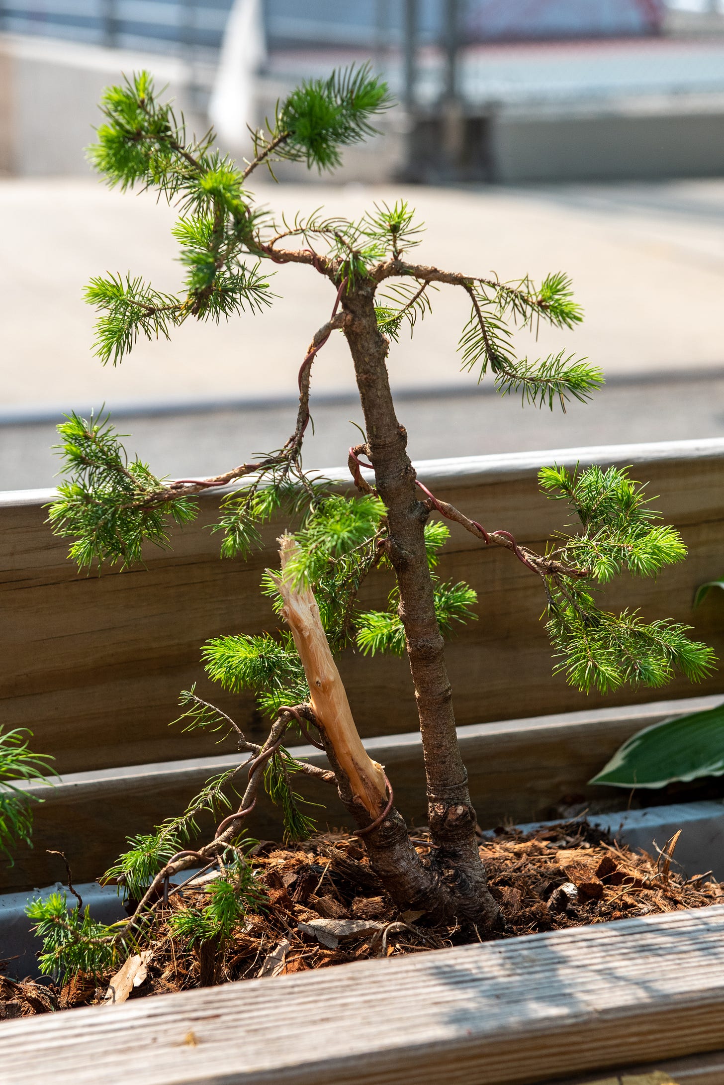 ID: The tree in its planter