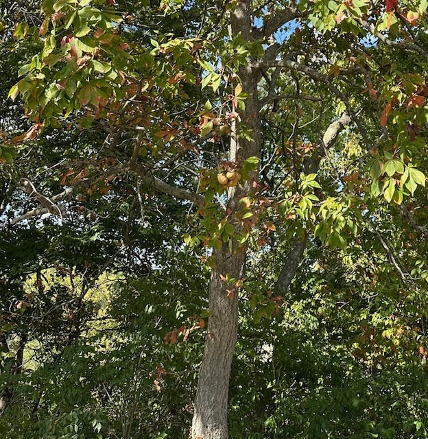 Lower view of a fruiting Ohio buckeye tree, showing the characteristic  fissured grey bark