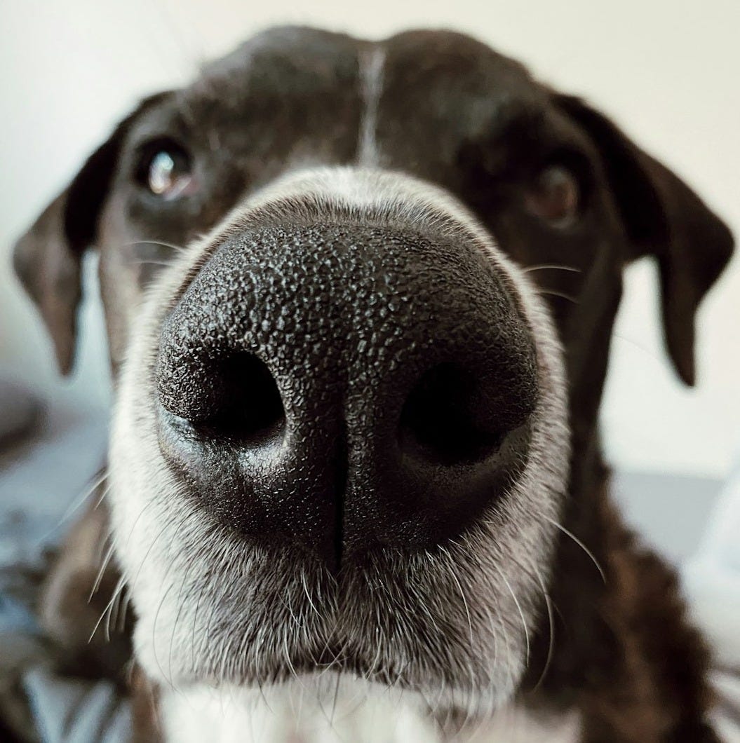 a dog looking at the camera