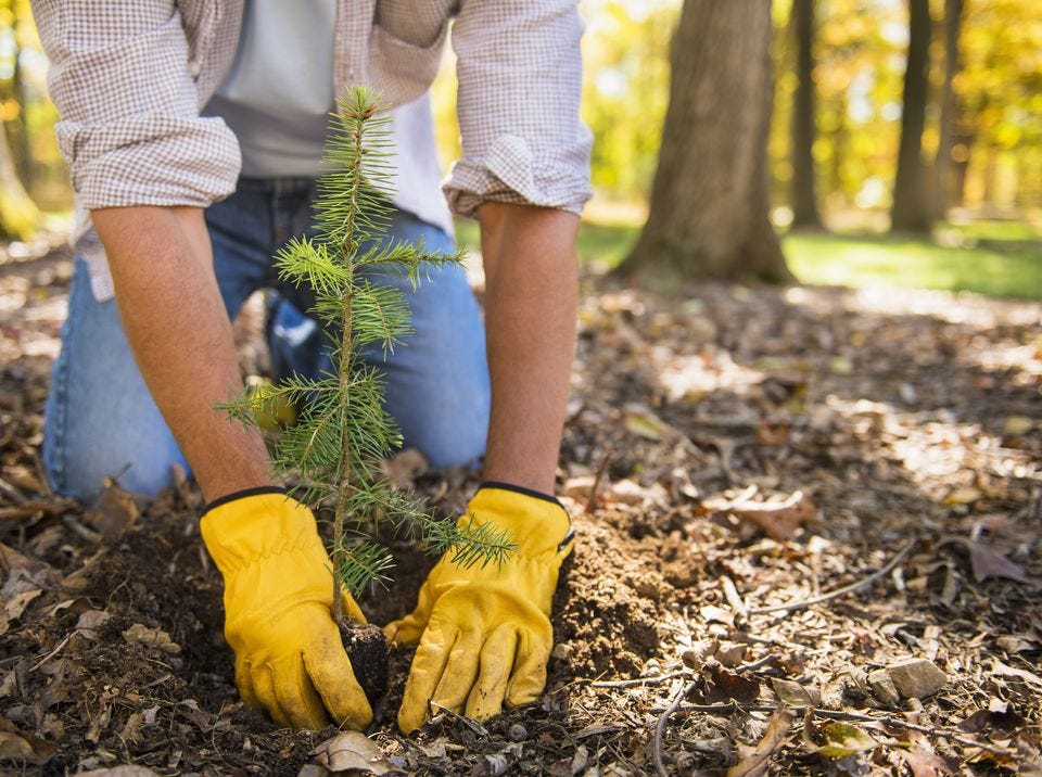 Plant a Tree