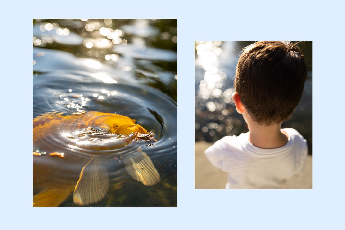 A boy watching his goldfish A boy watching his goldfish