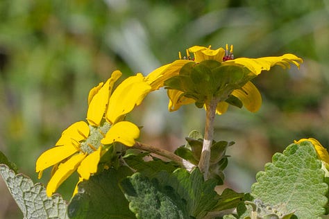 Three close-ups of the flowers of soft greeneyes. They are yellow and daisy-like, with yellow ray flowers and green or green and brown centers. The third photo shows the underside of one flower head, cupped in an overlapping collection of leaves that are reminiscent of rose petals.