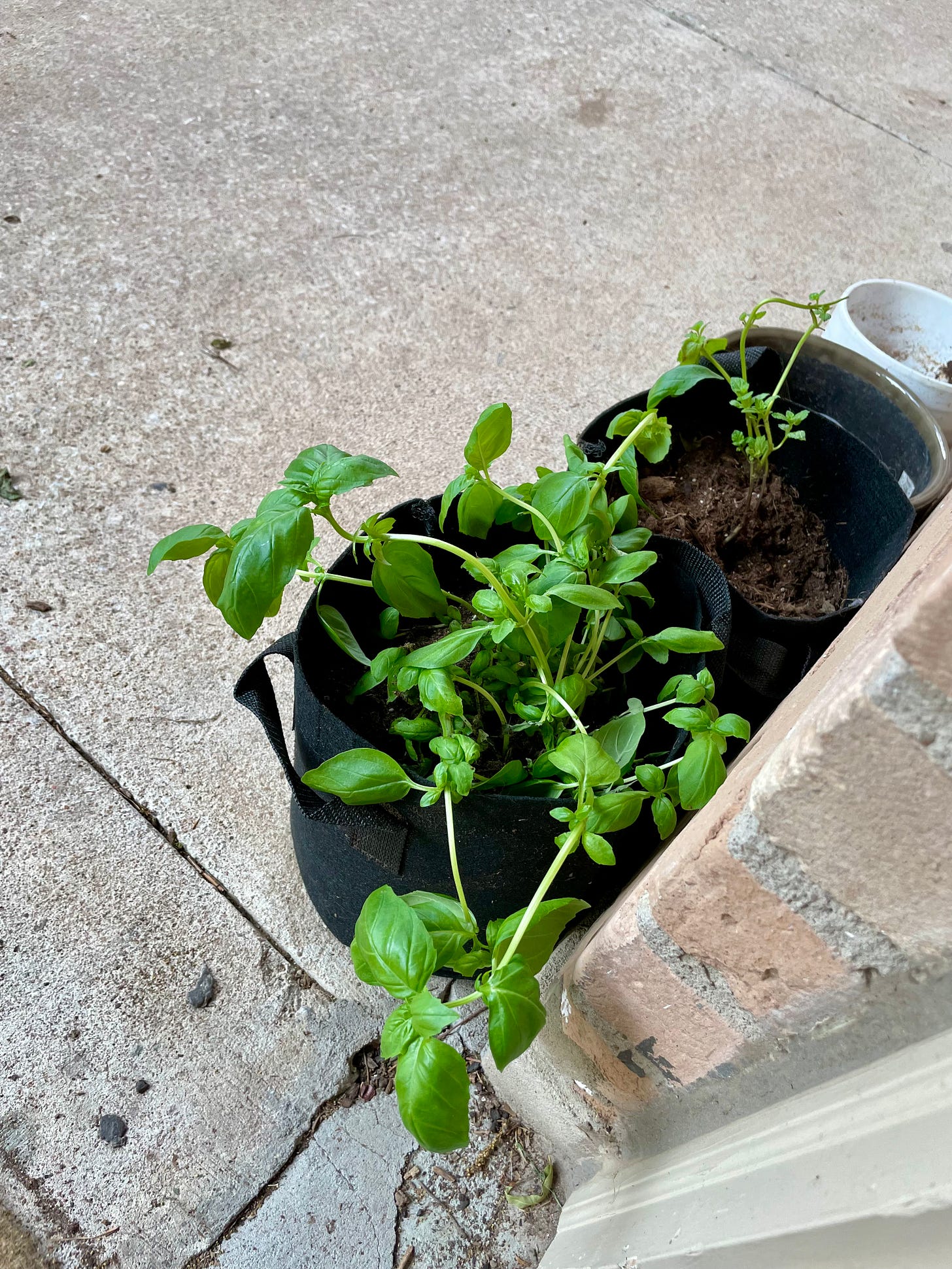 Bushy green basil plant in a black gardening bag just outside my front door.
