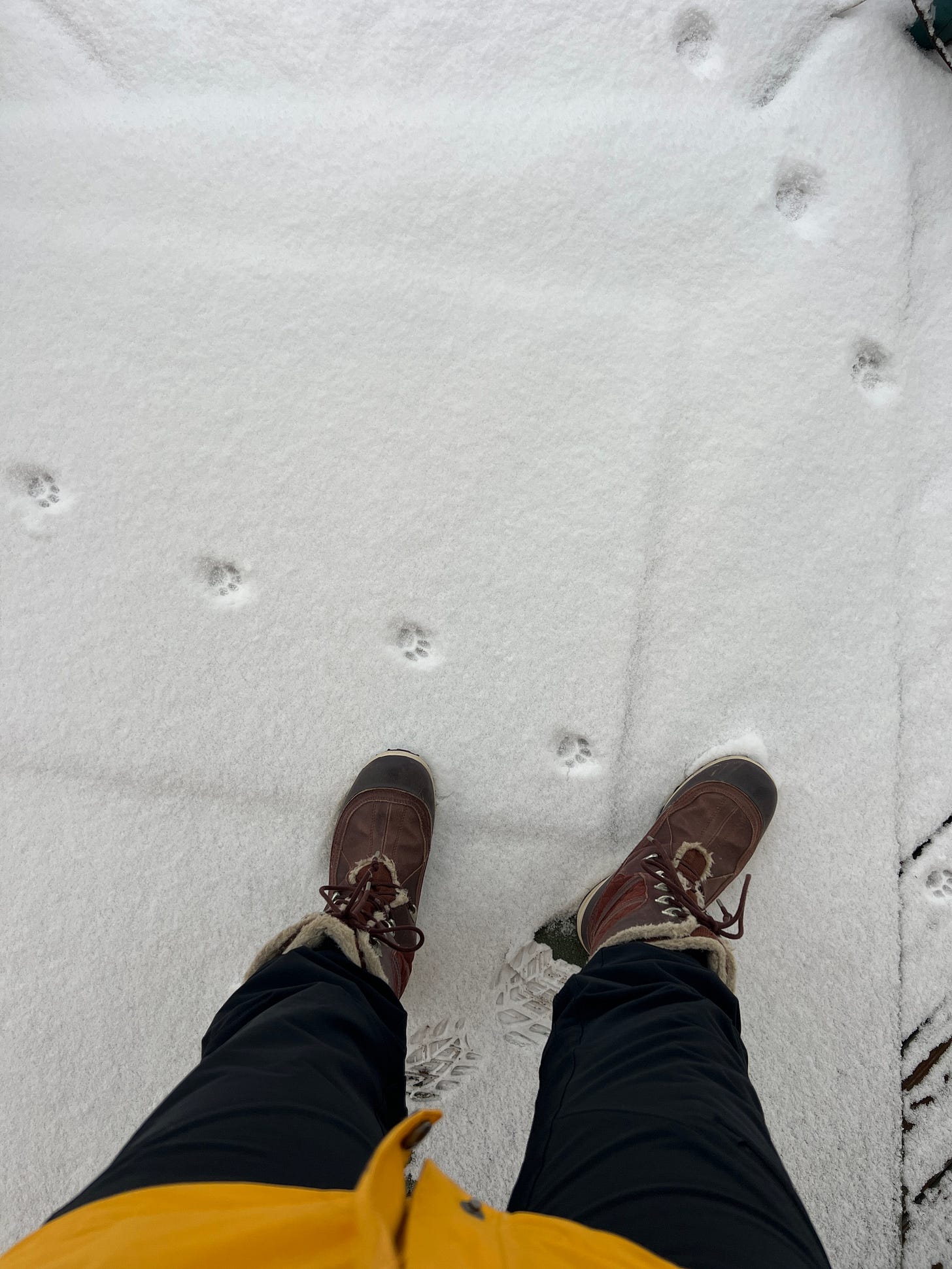 cat paw prints in the snow