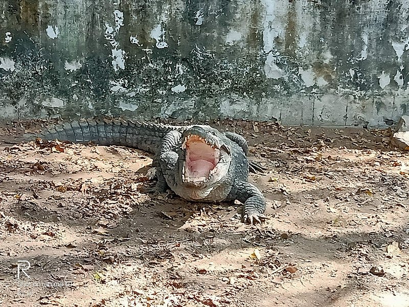 File:Crocodile 4.jpg File:Crocodile 4.jpg