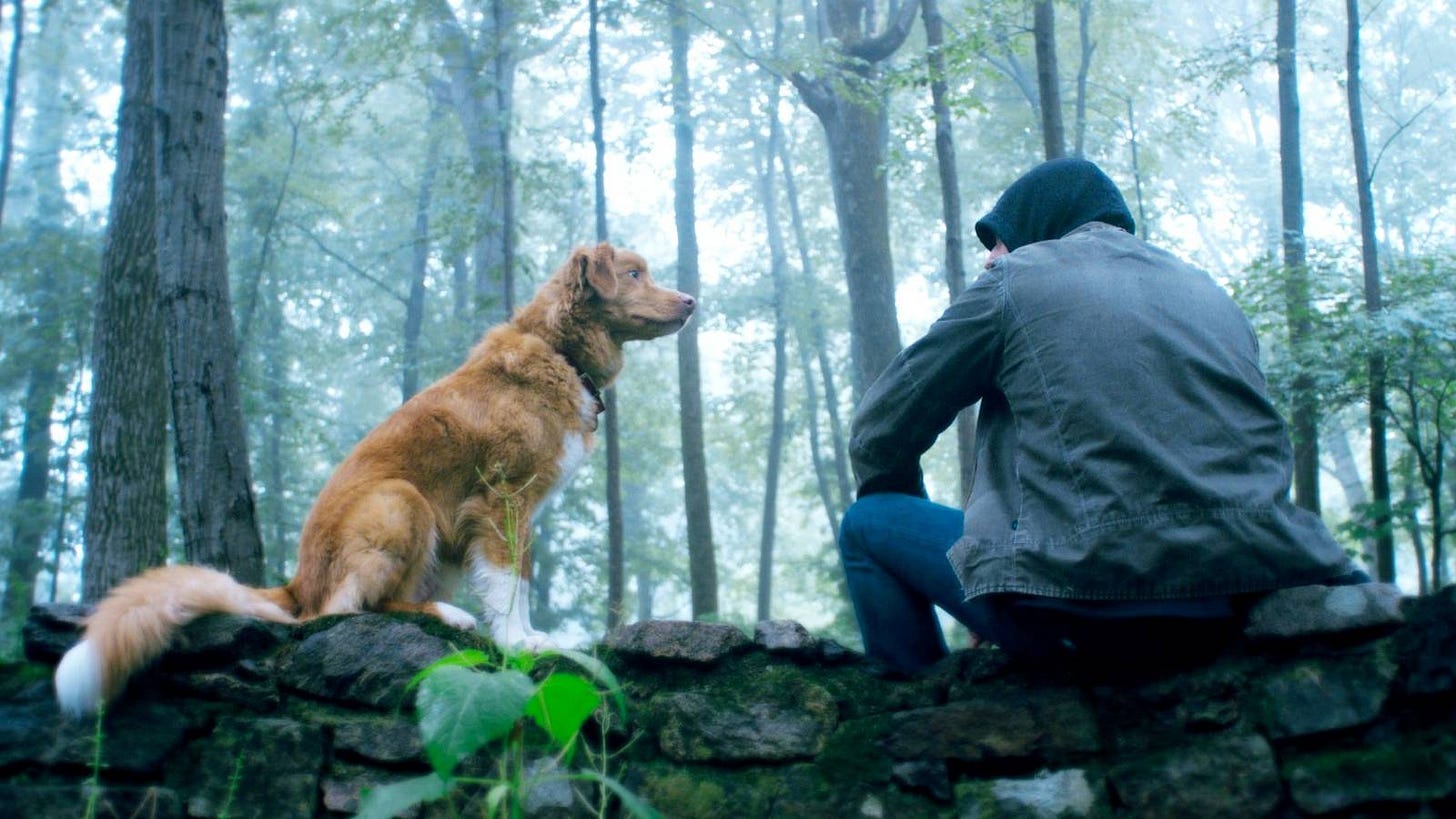 Good Boy Horror Movie Trailer: Dog Battles Supernatural Forces
