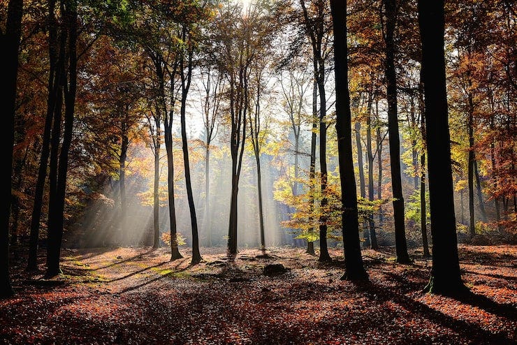 Autumn forest Images - Free Download on Magnific (formerly Freepik) Autumn forest Images - Free Download on Magnific (formerly Freepik)
