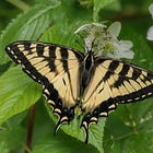 Swallowtails are in the spotlight, taking home the title of pollinator of the year