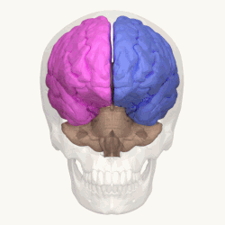 Cerebral hemisphere - Wikipedia