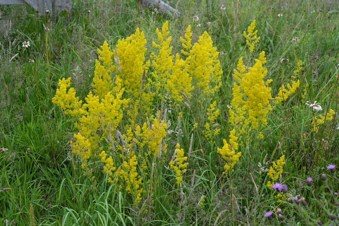 Galium verum | lady's bedstraw Galium verum | lady's bedstraw