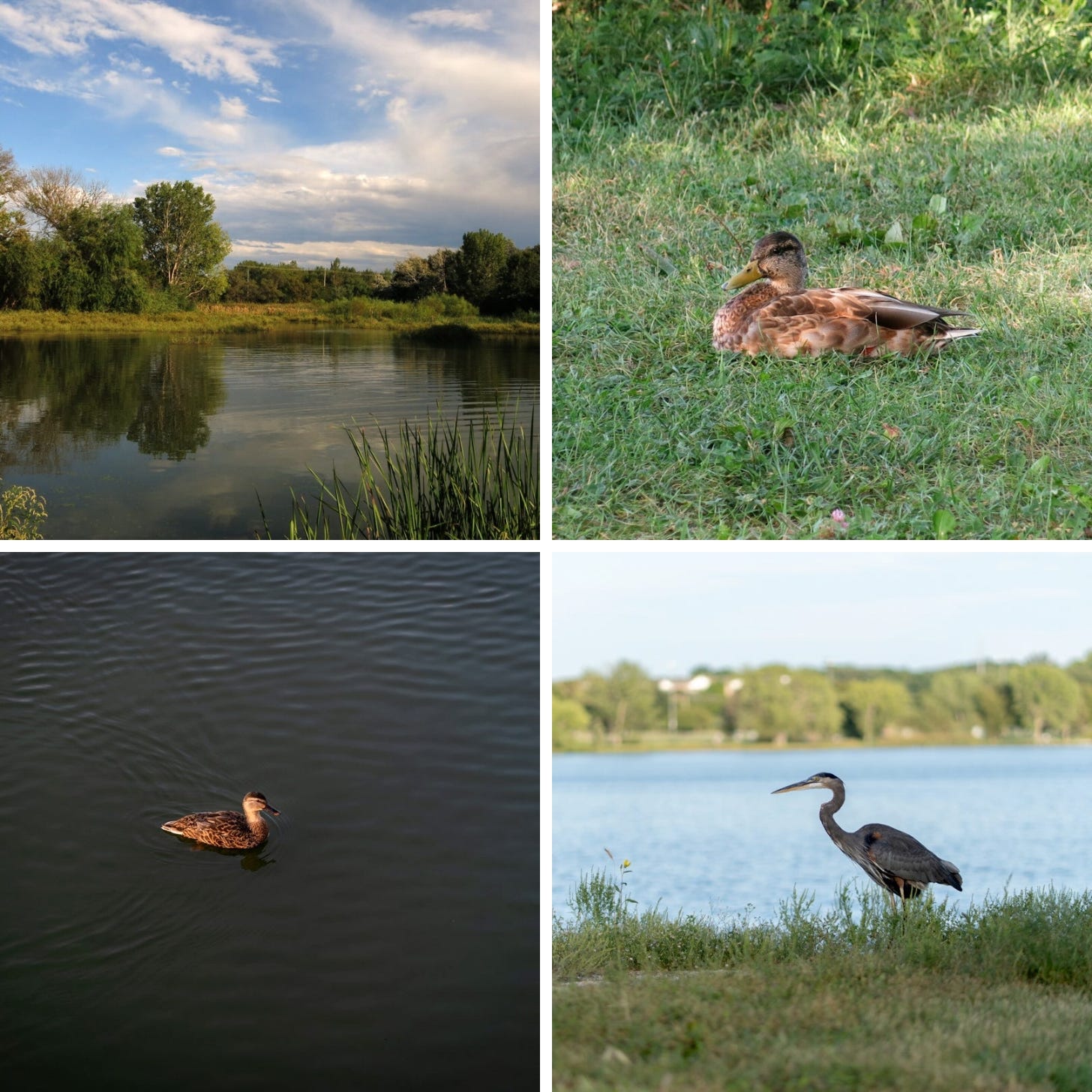 Four photographs of a park- one of a lake and trees, two of ducks, and one of a great blue heron