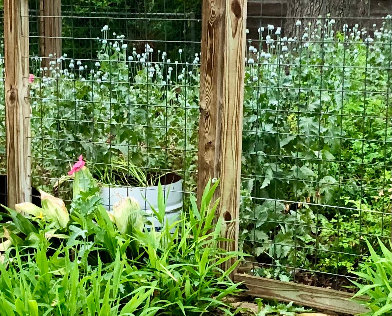 Poppies post bloom