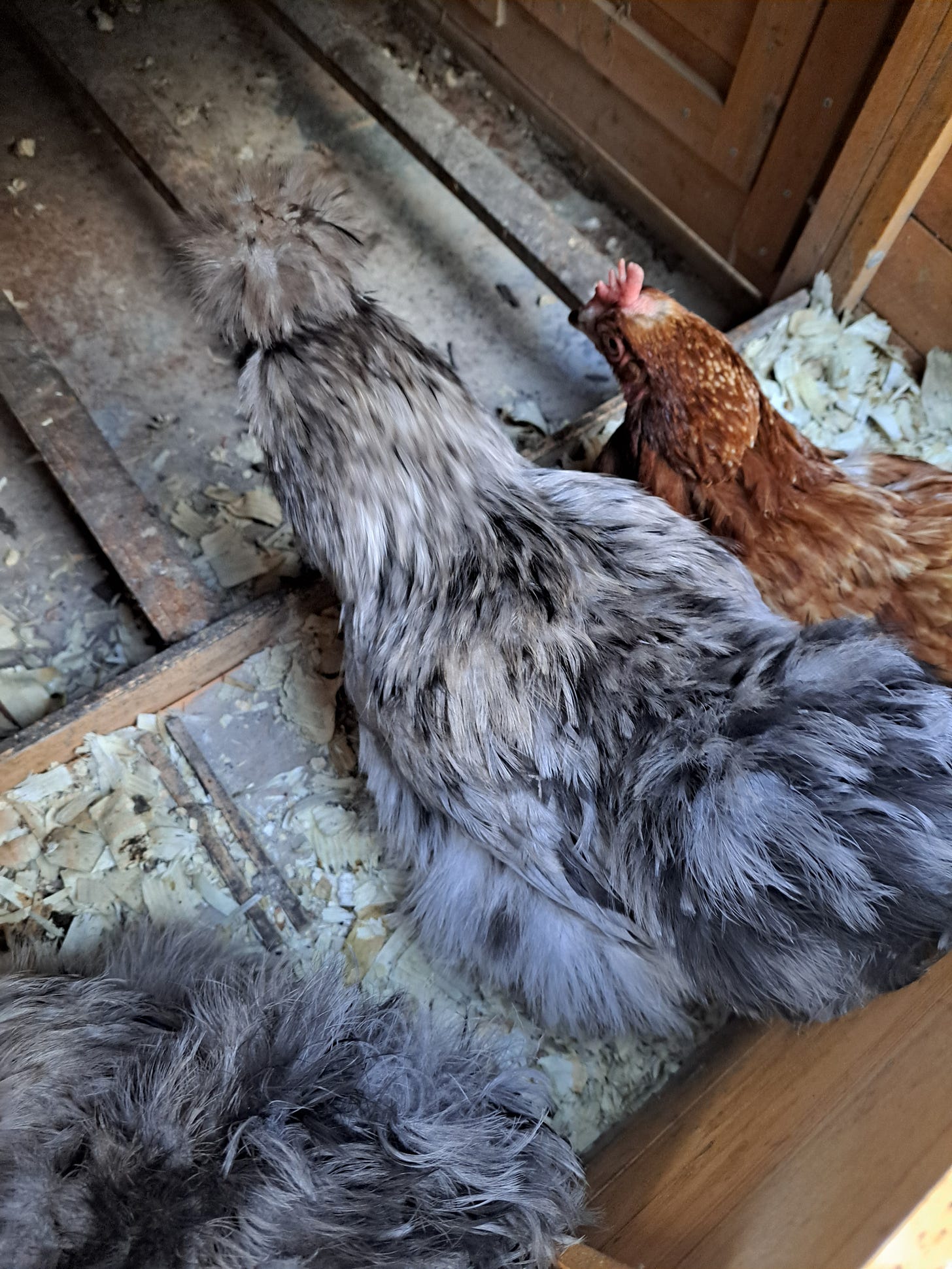 three hens in a nesting box, laying eggs three hens in a nesting box, laying eggs