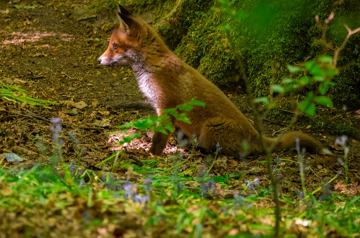 Photo of a red fox cub sitting outside the den with bluebells in the foreground