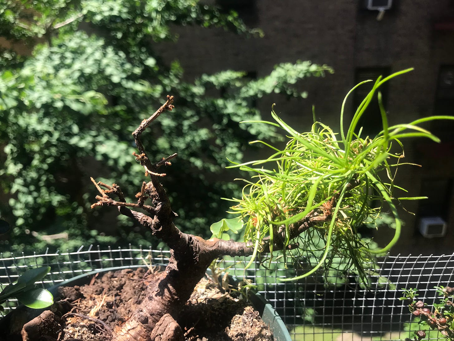 Image description: larch tree. End image description.