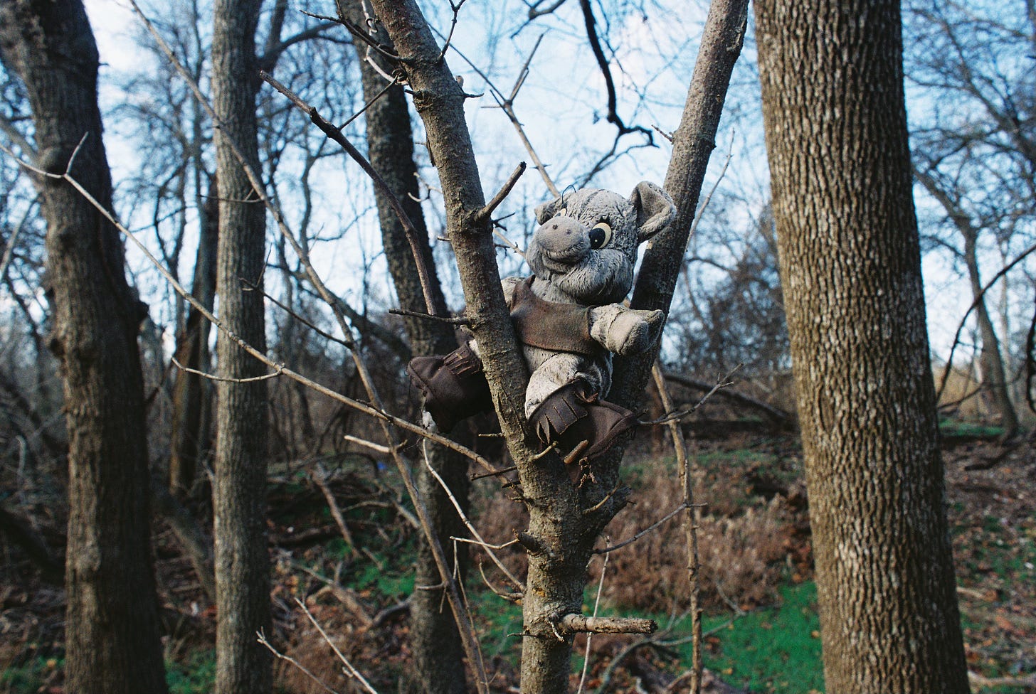 Stuffed animal in a tree Stuffed animal in a tree