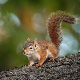 Meet Ontario's Red Squirrels