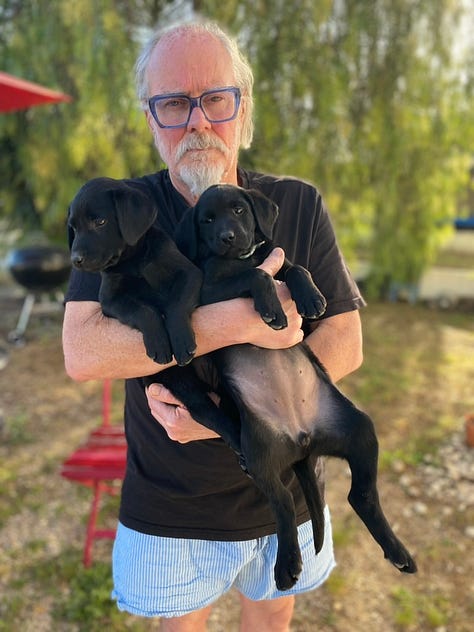 Black labrador puppies and people