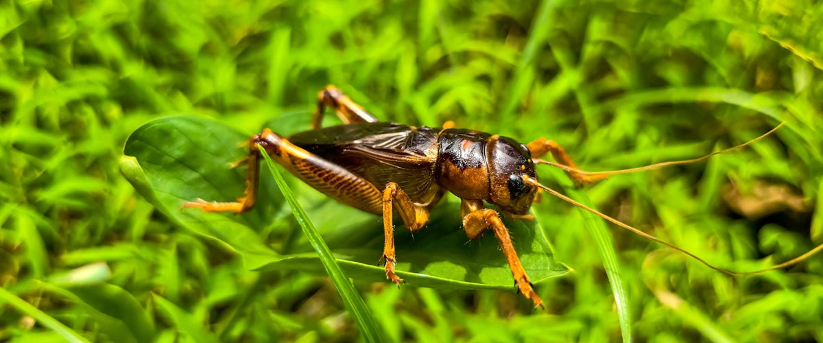 How to Control Crickets in Your Lawn & Garden? How to Manage Crickets?