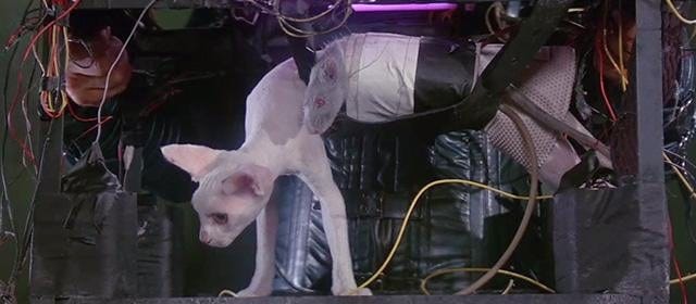In Dune (1984), there is a scene where Sting is holding a cat-and-rat  milking machine that has a cat and a rat taped and strapped in place while  they are being milked.