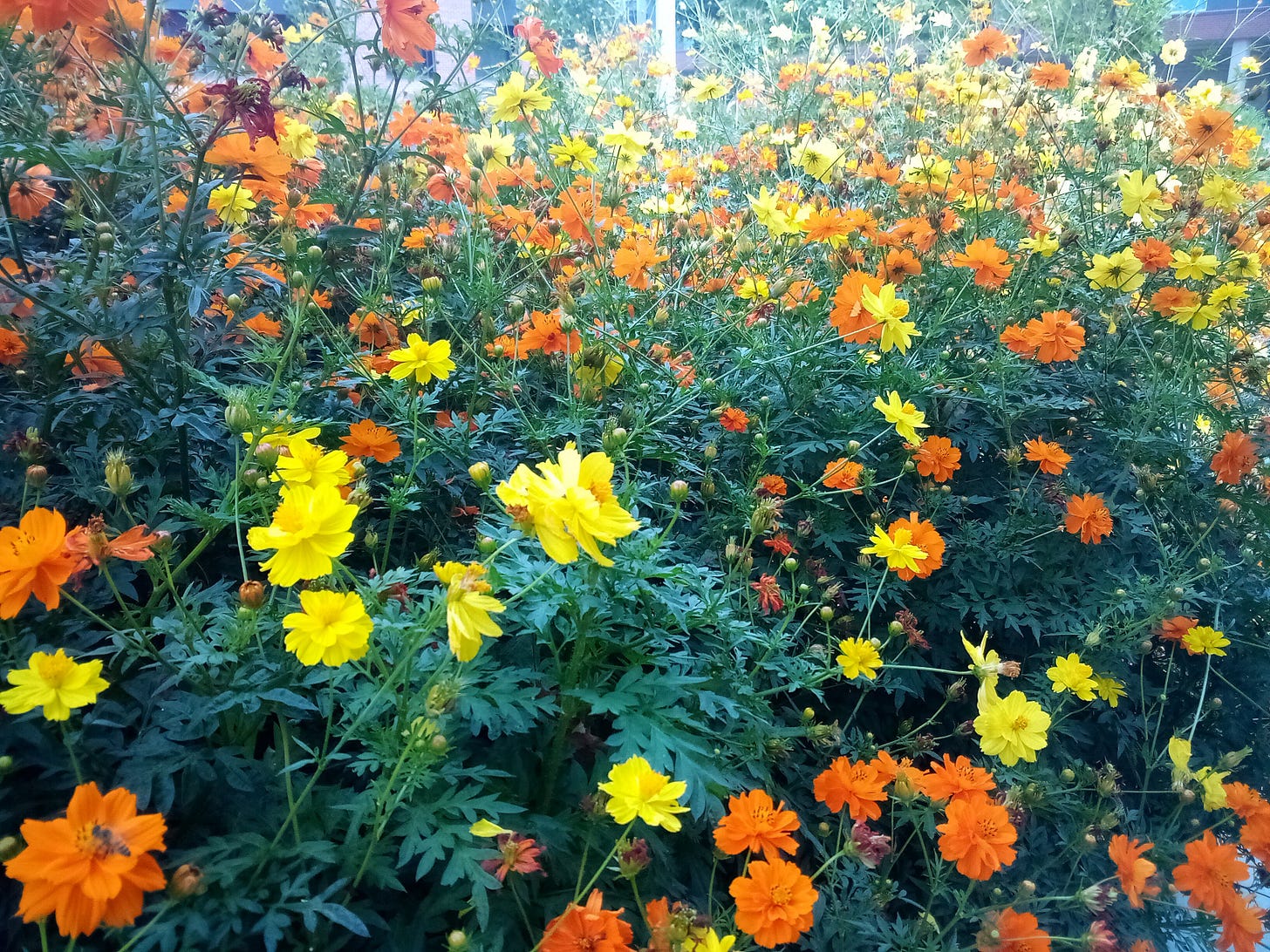 Bright yellow and orange flowers
