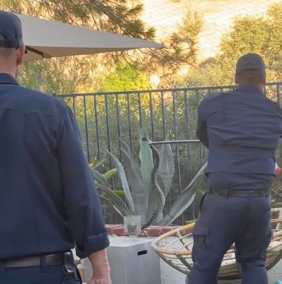 Two men attempting to remove a rattlesnake with a grabber tool. Two men attempting to remove a rattlesnake with a grabber tool.