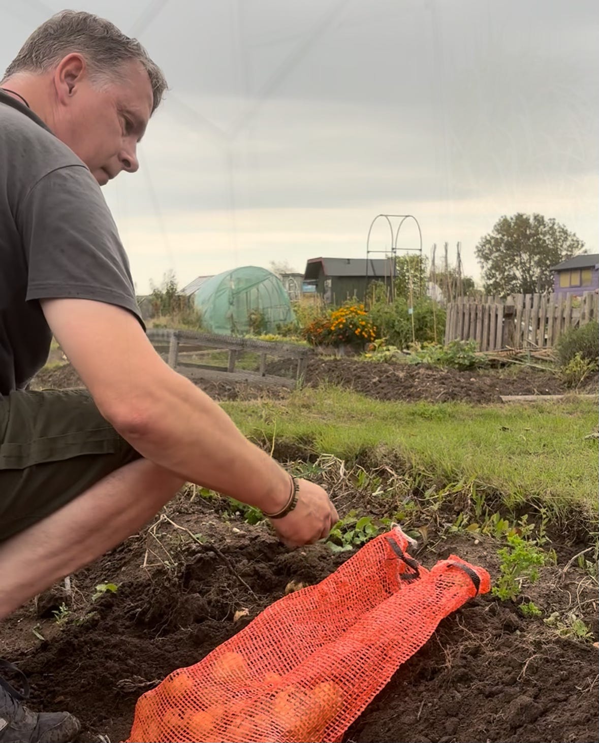 A gardener crouched down, searching through soil for small potatoes