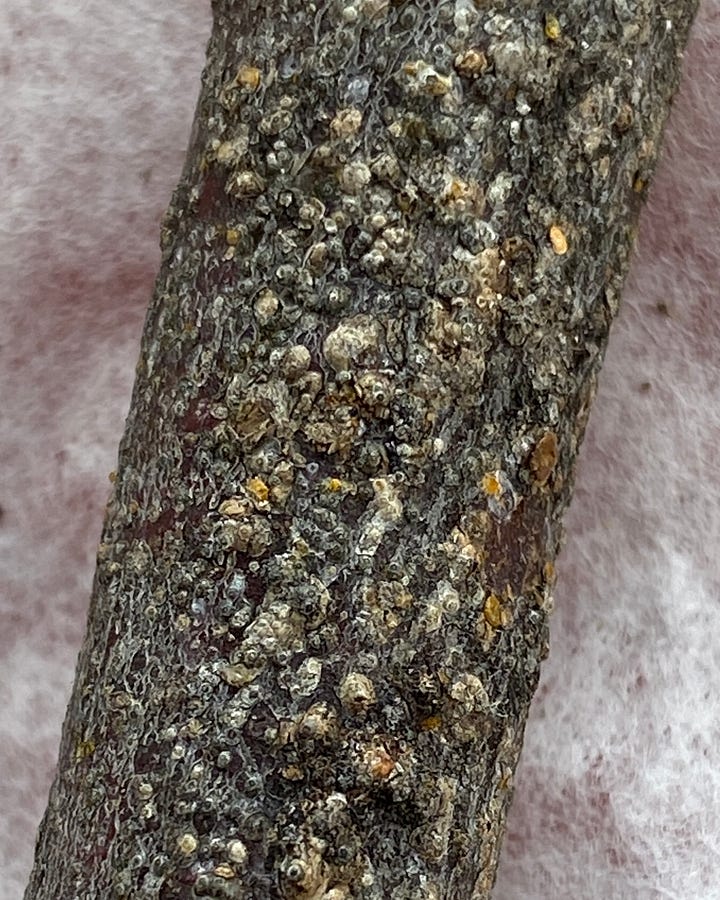 1. Surface of apple branch infested with San Jose Scale, 2. reddish purple stain inside the bark.