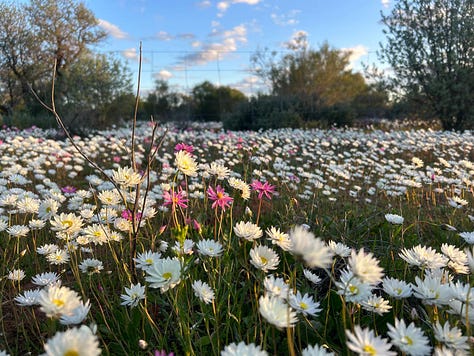Wildflowers at the Haggerty farm