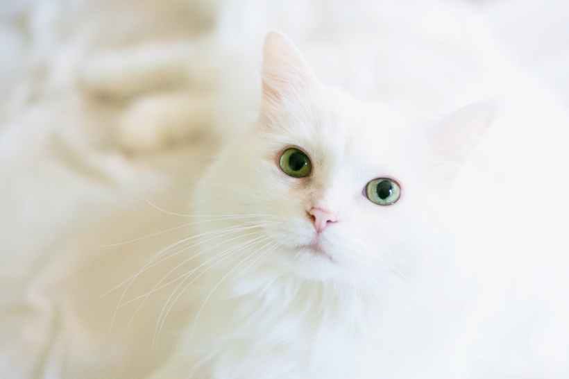 A cat.
