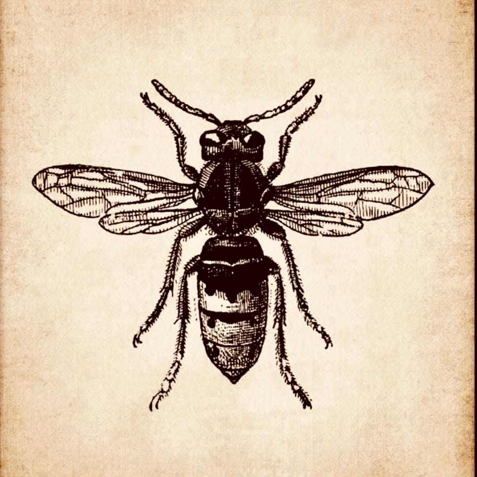 Amy King, Oracular Telegrams ✨