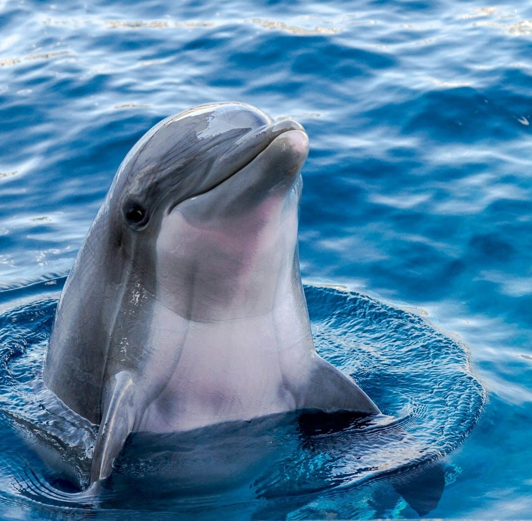 dolphin