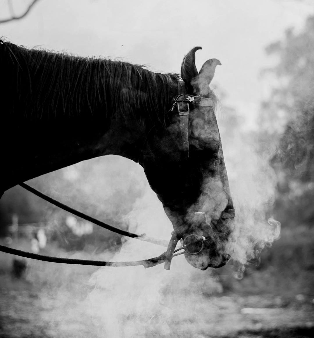 black horse in grayscale photography